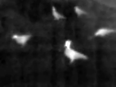 Bird dance infrared Stock Illustration