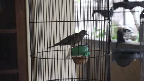 The bird dances in its black cage Vidéo 196985092