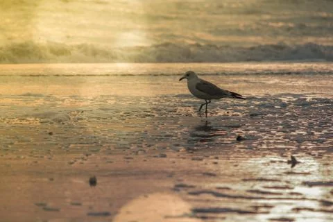 Bird at dawn Stock Photos