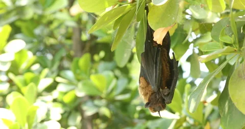 Bird Dead Bat on a tree Stock Footage 149746630