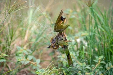 Bird dead Stock Photos
