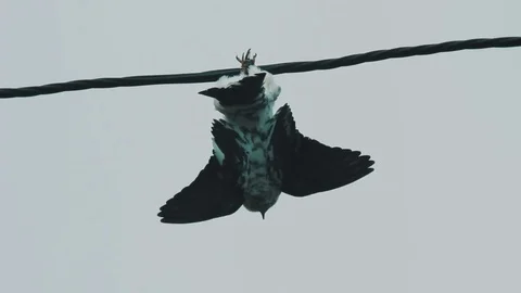 Bird dead strangled by the trap Stock Footage 70810175