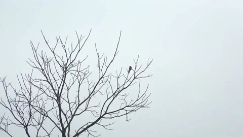 Bird on dead tree Stock Footage 235133767