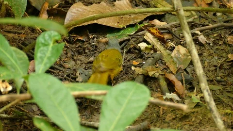 Bird decapitates bug before eating the head while body is on the ground Stock Footage 100244559