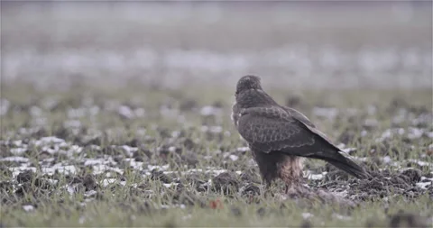 Bird Defecating and Taking Off Stock Footage 144723511
