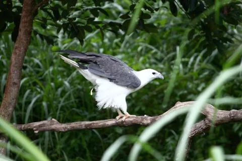 Bird defecating Stock Photos