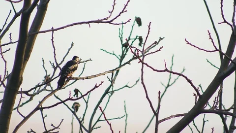 Bird Dendrocoptes, woodpecker perched on tree branch and looking for pests UHD Stock Footage 106691184