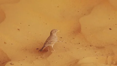 Bird in desert Stock Footage 281168419