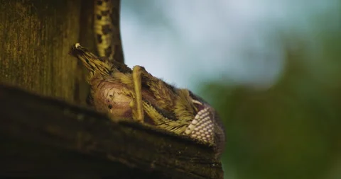 Bird Devoured By Snake. Nature's Predation. closeup Stock Footage 245476837
