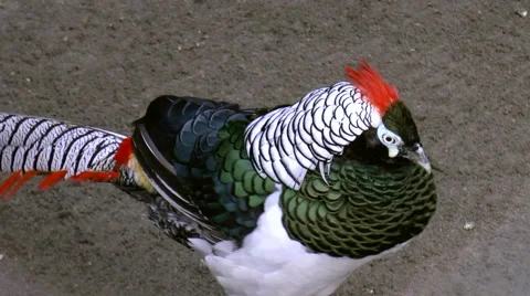 Bird, diamond phase Stock Footage 44032003