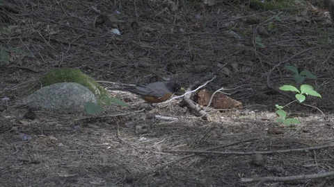 Bird Digging In Forest Stock Footage