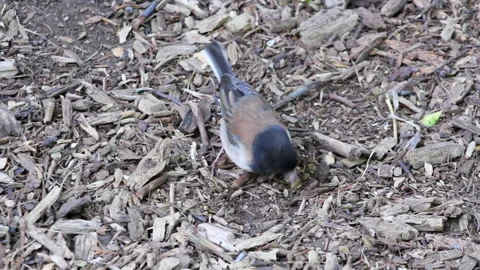 Bird Digs In Earth Eats Seeds Close Up Stock Footage Video stock 243337164