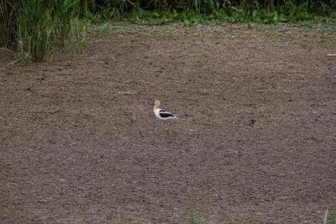 Bird in the dirt Stock Photos