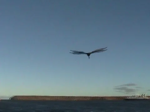 Bird Dive 库存影片 1043788