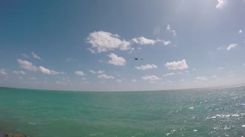 Bird Dive Stockbeeldmateriaal 52513965