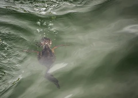 Bird dives beneath the surface of tranquil green water near the shoreline d.. Stock Photos