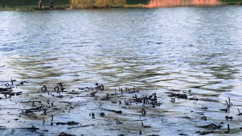 A bird dives for fish in a pond, wild birds in the wild Stock Footage 241942103