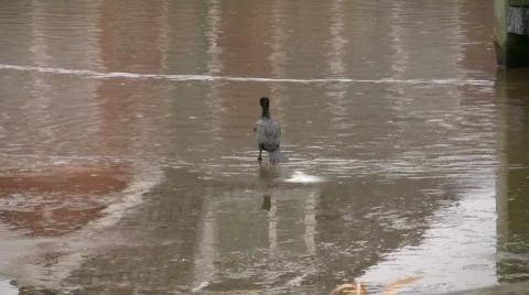 Bird diving in the ice cold water Stock Footage 323065