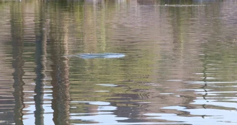 Bird Diving for a Meal Stock Footage 120043991