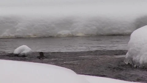 Bird diving into river Stock Footage 73878413