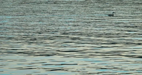 Bird diving under the rippled surface of a lake. Stock Footage 88373327