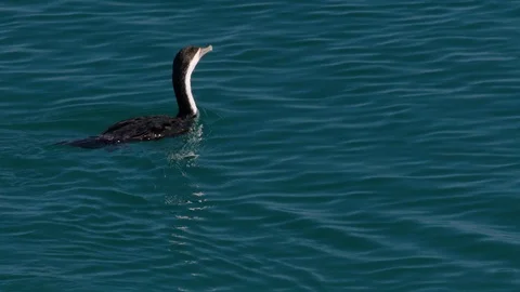 Bird diving underwater Stock Footage 90629063