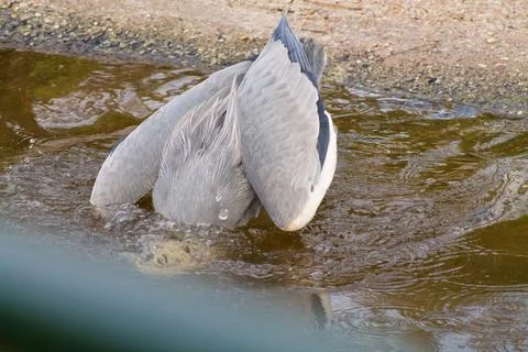 Bird Diving into Water Stock Photos