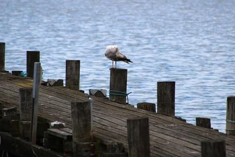Bird in a Dock 写真素材