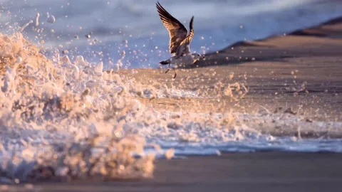 Bird dodges wave in super slow motion! Incredible moment in time! Stock Footage 146532843