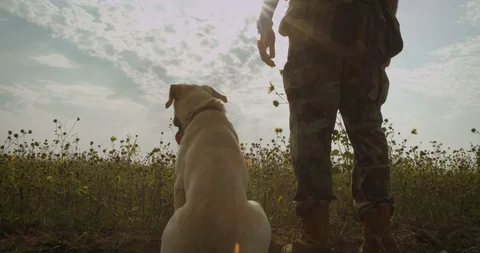 Bird Dog Video stock 99664827