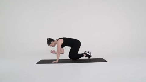 - Bird dog Stock Footage 314193455