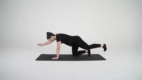 Bird dog Stock Footage 314194586