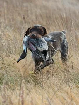 Bird Dog Stock Photos