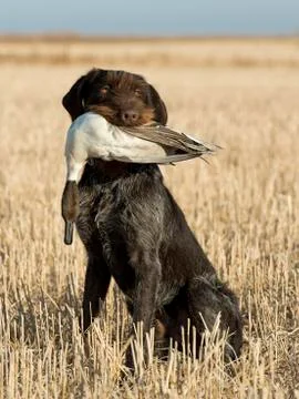 Bird Dog Stock-Fotos