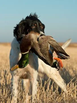 Bird Dog Stock Photos