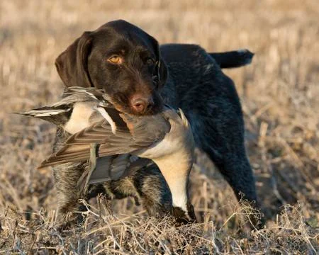 Bird Dog Stock Photos