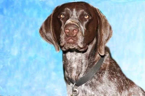 Bird Dog Stock Photos