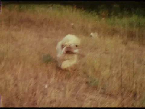 A bird dog running on the field Stock Footage 220603648