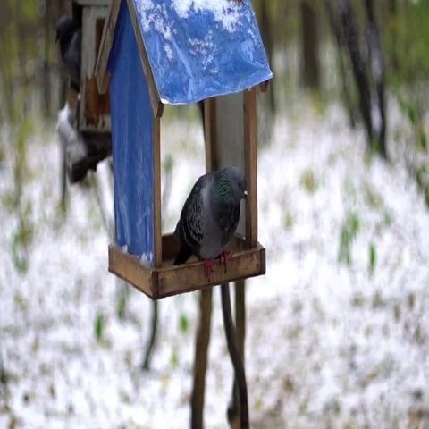 Bird dove in a manger Stock Footage 69433568