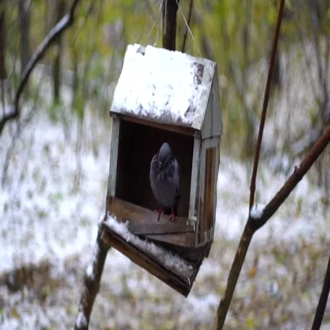 Bird dove in a manger Vidéo 69434446