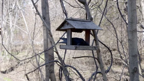 Bird dove in a manger 스톡 동영상 273568408