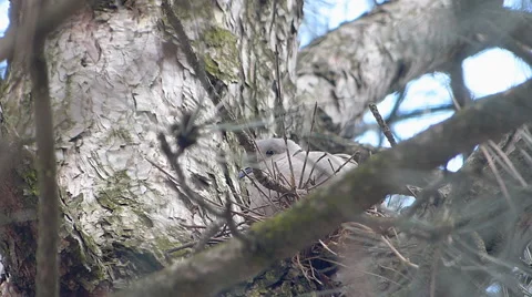 Bird (dove) In Nest On The Tree. Video stock 53805053