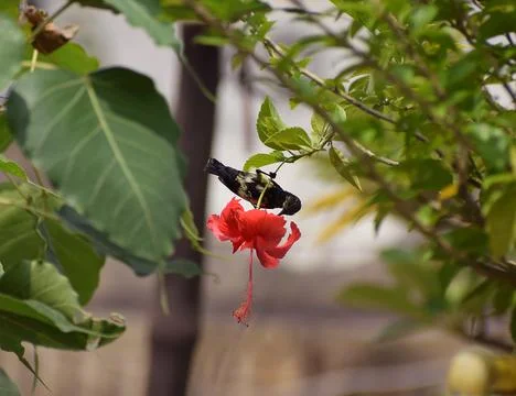 Bird drawing nector Stockfoto's