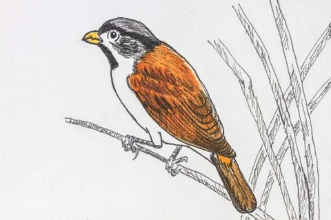 Bird drawing Foto stock