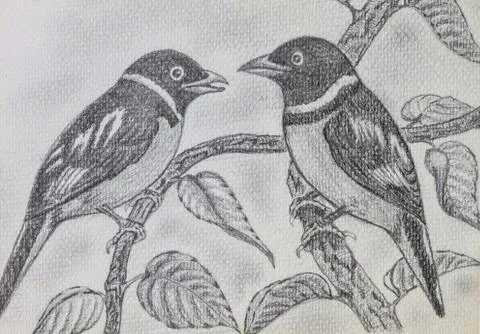 Bird drawing 스톡 사진