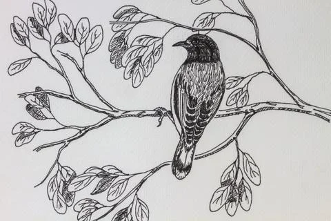 Bird drawing Stock Photos