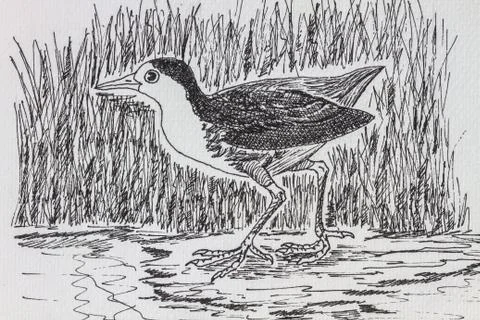 Bird drawing 스톡 사진