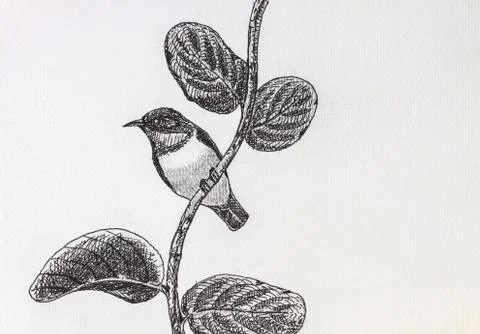 Bird drawing Fotos Stock