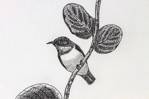 Bird drawing Foto stock