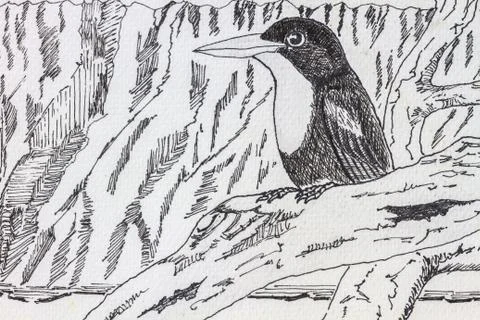 Bird drawing Stock Photos